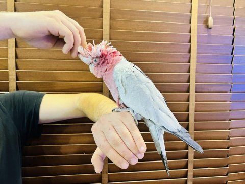 Full evcil eğitimli konuşan gül kakadu papağanımız