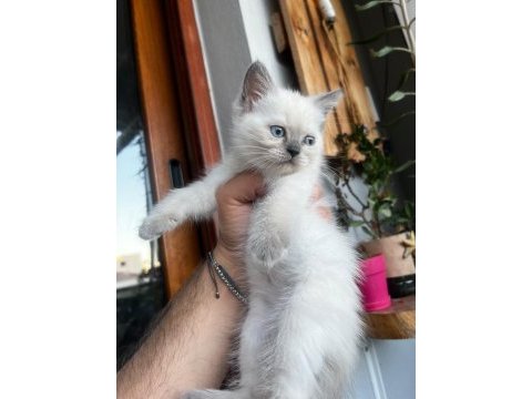 Brıtısh long ve short kediler
