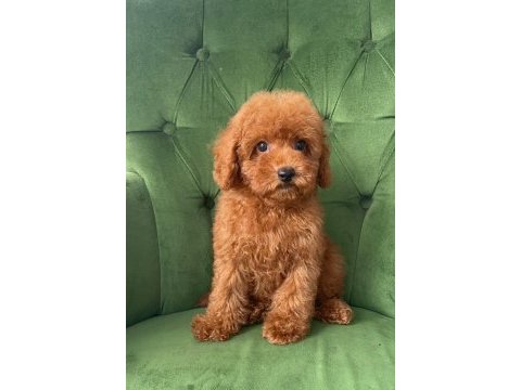 Evimizde büyüyen poodle yavrularımız
