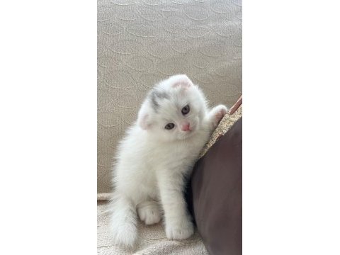 Scottish fold 45 günlük yavru