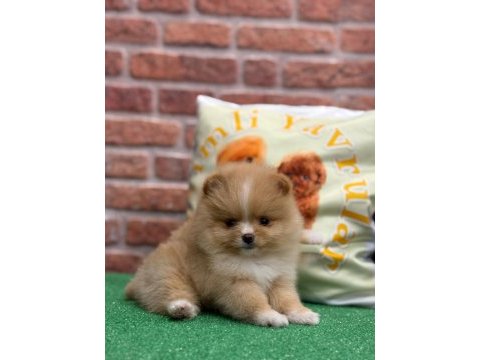 Party colour dişi pomeranian