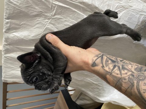 60 günlük french bulldog yavrular