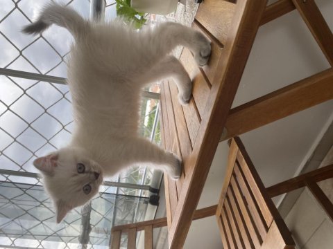 Secereli 60 günlük dişi yavrularımız british shorthair
