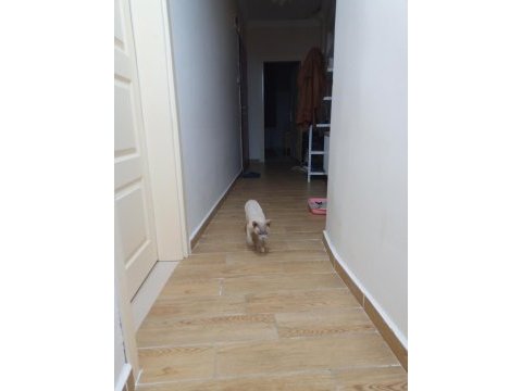 British longhair cidden bakabilecek birileri lazım