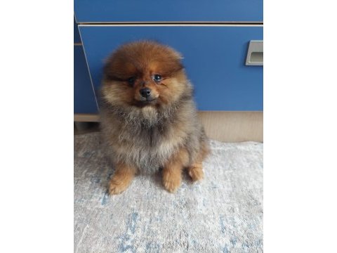 Yuva arıyor pomeranian boo