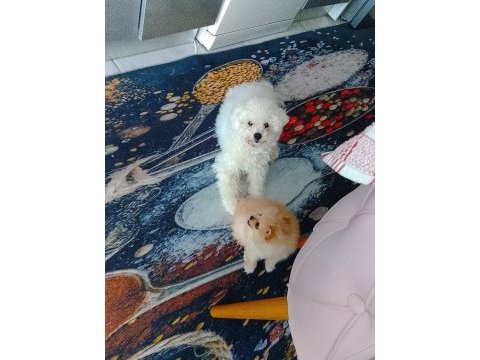 Kore bichon frise yetişkin
