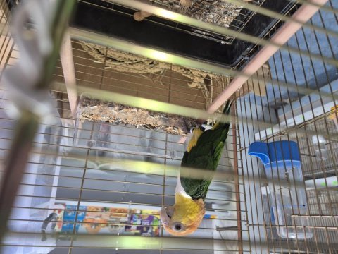 Full evcil caique
