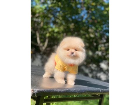 Pomeranian boo yavrularımız
