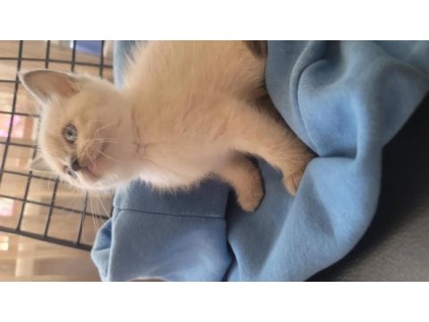 Himalayan cinsi kedimiz