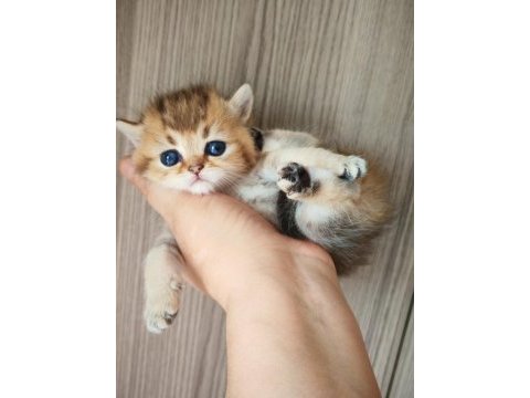 Ny 25 tatlı bir minnoş oğlan british shorthair