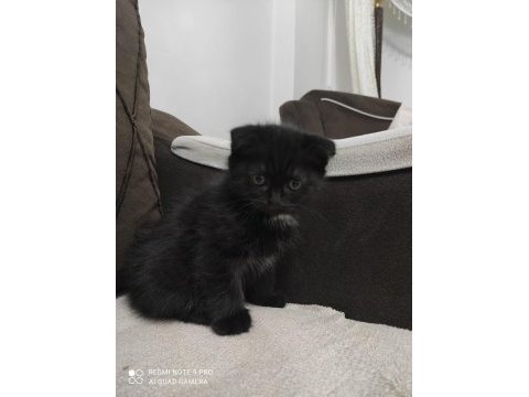Yavrularım yeni yuvalarını arıyor british shorthair