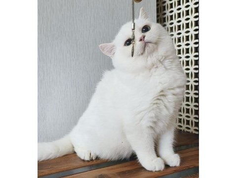 British shorthair ny 1233 dişi kedimiz