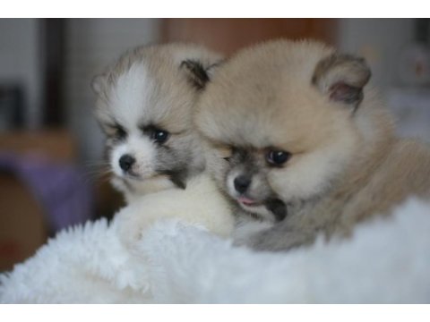 Teddy bear pomeranian bebekler