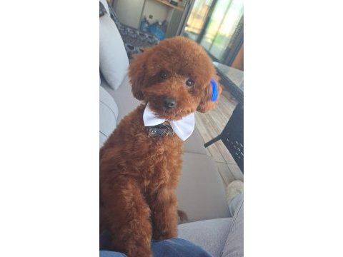 Toy poodle 10 aylık erkek