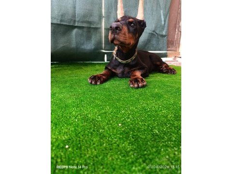 A şecereli doberman yavrular