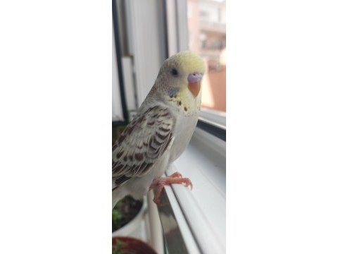 Öğretmenden evde beslenen temiz bakımlı muhabbet kuşları