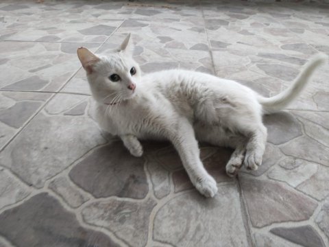 Ankara kedisi