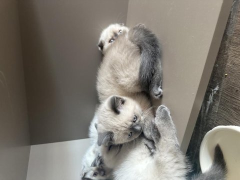 British shorthair blue point yavrularımız yuva arıyor