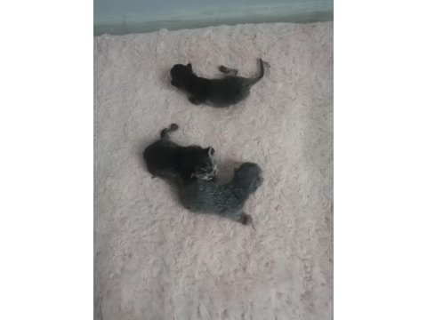 3 yavru kedimiz oldu