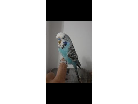 Ele kola alışık 2 yaşında maviş muhabbet kuşu