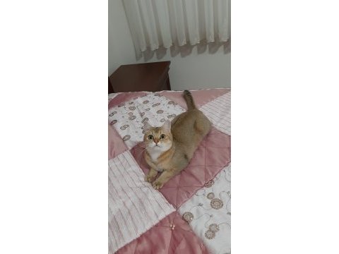 Golden british jelibonumuz
