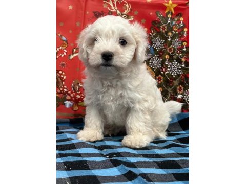 Maltese terrier yavruları