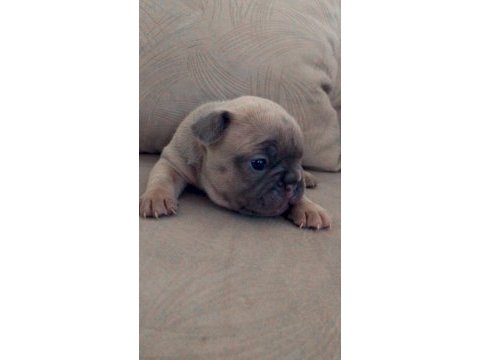 Rezerve yavru french bulldog