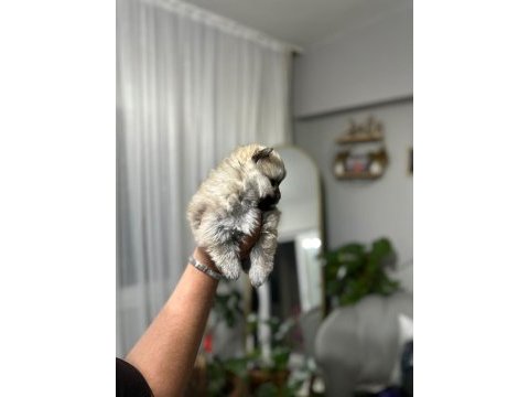 Teslime hazır pomeranian bebekler