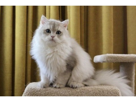 Gri british longhair kedimiz paşa