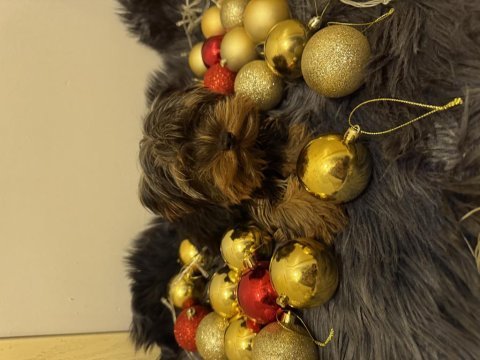 Orijinal teacup yorkshire terrier yavrularımız