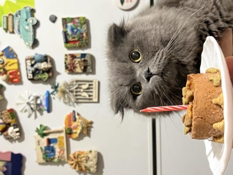 Scottish fold oğlumuza dişi eş arıyoruz