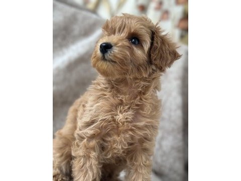Poodle gibi maltipoo