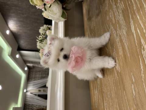 Pamuk pomeranian yavruları
