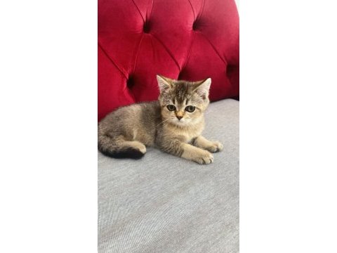 3 aylık dişi ve erkek british shorthair yavru