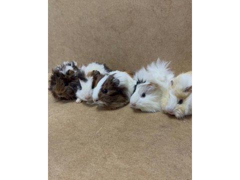 Ginepig yavrularımız gün içi gönderim sağlanmakta