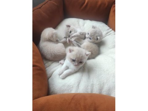 Ay-12 gold british shorthair