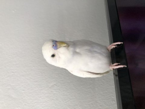Albino muhabbet kuşu