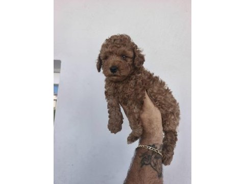Toy poodle bebekler