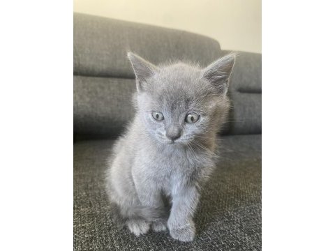 Antalya british shorthair 2 aylık