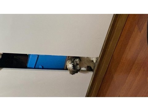 2 bucuk aylık shih tzu yavrularıma yuva arıyorum