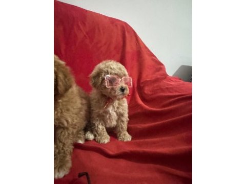 Yüksek kalite aşılı maltipoo yavrularımız