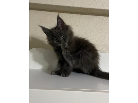 Xxl dev erkek yavru maine coon