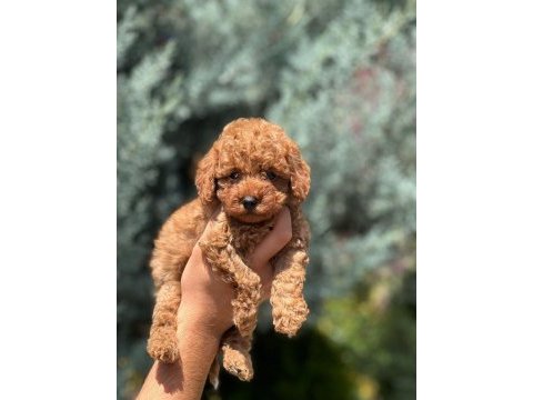 Safkan toy poodle yavrumuz