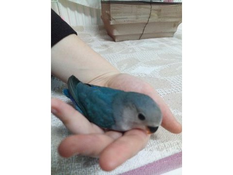 Papağanlarımızın bu renkler mükemmel