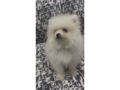 Pomeranian boo a kalite wc eğitimi var