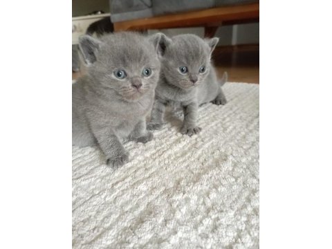 British shorthair gri yavru