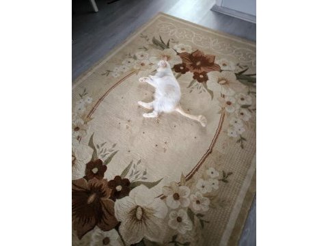Dişi exotic shorthair kedi için sahip aranıyor (1 yaş)