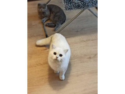 Miniklere yuva scottish fold