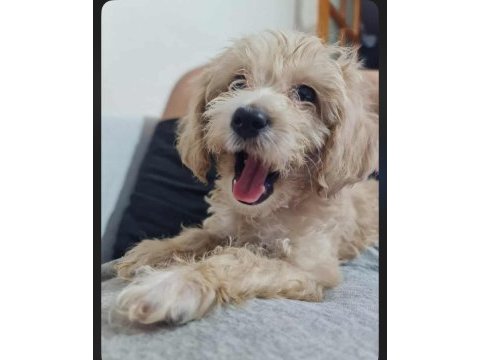 Maltipoo erkek