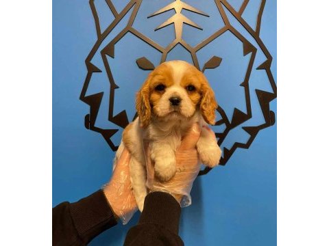 Irk garantili king charles cavalier yavrularımız